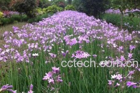 紫娇花的养殖方法-0