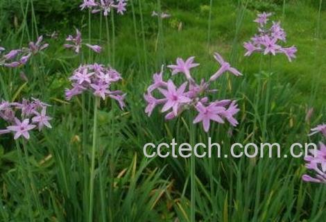 紫娇花的养殖方法-1