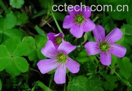 紫花酢浆草的养殖方法-1