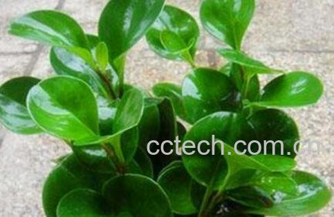 碧玉花的养殖方法和注意事项-0