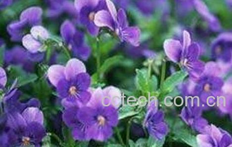 紫罗兰花的养殖方法与繁殖-1