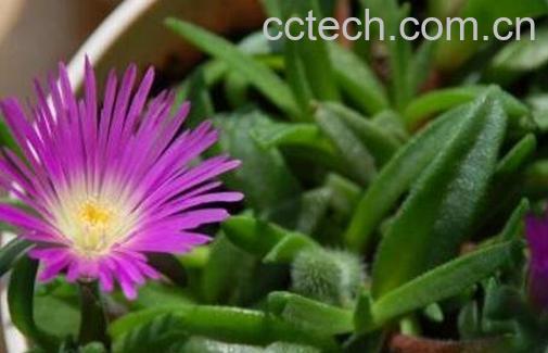 紫花照波的养殖方法-0