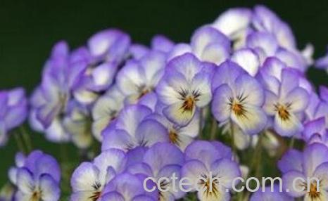 紫罗兰花的养殖方法与繁殖-0