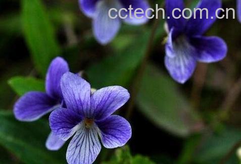 紫花照波的养殖方法-1