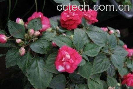 重瓣非洲凤仙花的养殖方法与注意事项-0