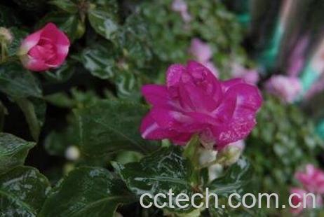 重瓣非洲凤仙花的养殖方法与注意事项-1