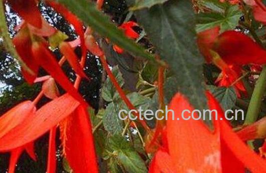 竹叶海棠花的养殖方法-0