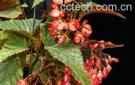 竹节海棠花的养殖方法和注意事项有哪些-0