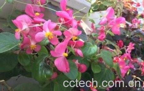 竹叶海棠花的养殖方法-1