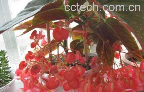 竹节海棠花的养殖方法和注意事项有哪些-1