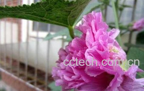 重瓣蜀葵花的养殖方法-0