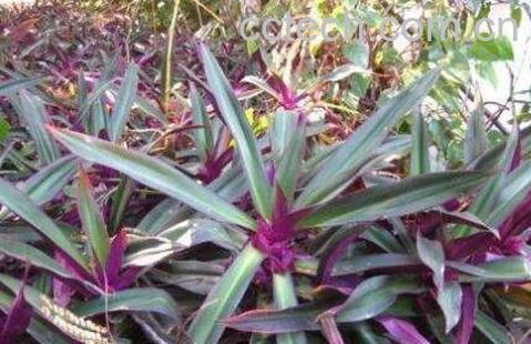 紫背元宝花的养殖方法和注意事项-1