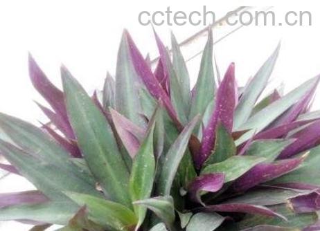 紫背元宝花的养殖方法和注意事项-0