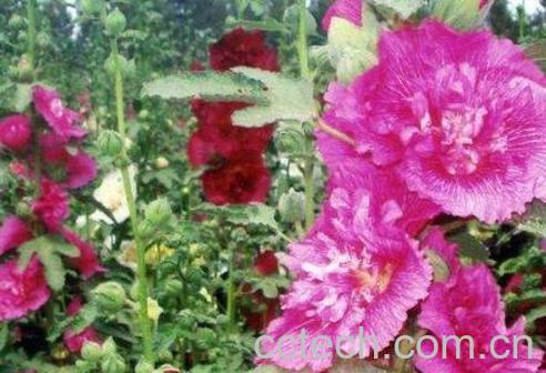 重瓣蜀葵花的养殖方法-1