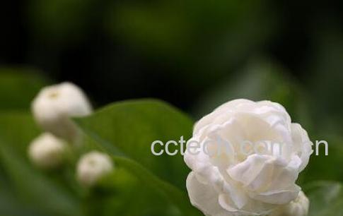 重瓣茉莉花的养殖方法-1