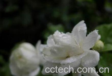 重瓣茉莉花的养殖方法-0