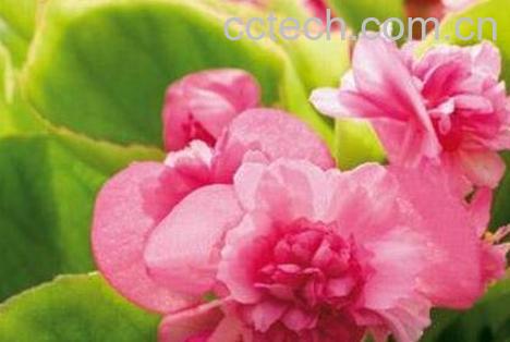 四季海棠花的养殖方法-0