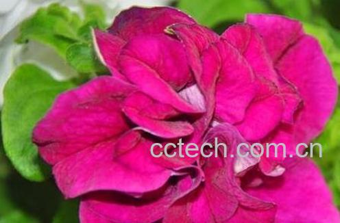  重瓣牵牛花的养殖方法-0