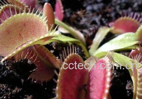 捕蝇草怎么养 捕蝇草的养殖方法-1