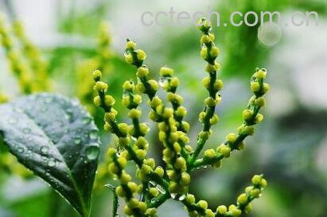 珠兰花的养殖方法和注意事项-0