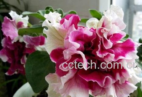  重瓣牵牛花的养殖方法-1