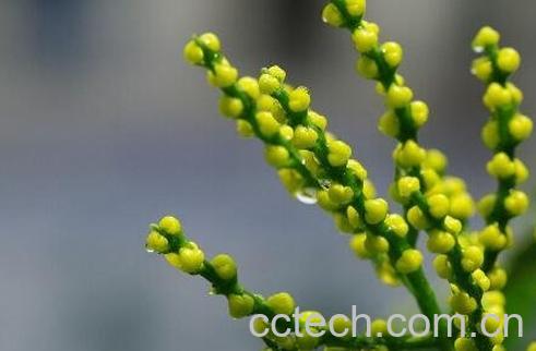 珠兰花的养殖方法和注意事项-1