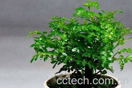 清香木的养殖方法和注意事项-0