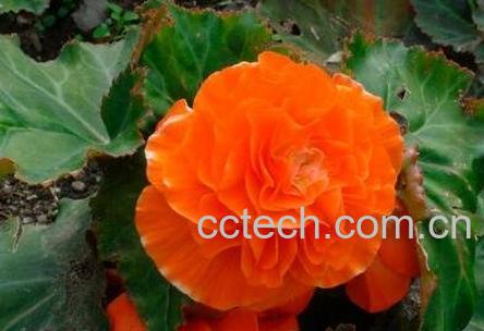 重瓣海棠花的养殖方法-0