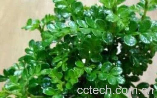 清香木的养殖方法和注意事项-1