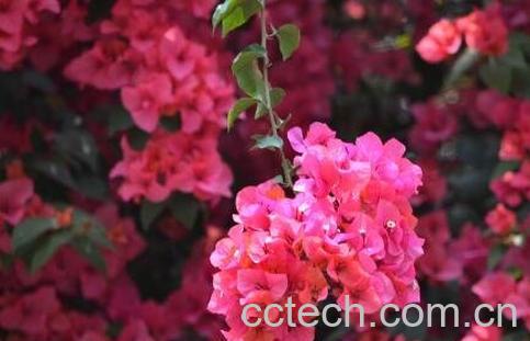 三角梅的养殖方法和注意事项-0