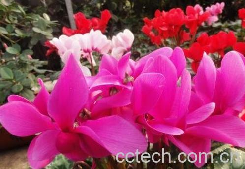 仙客来怎么养 仙客来的养殖方法和注意事项-0