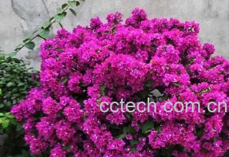 三角梅的养殖方法和注意事项-1