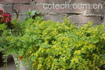 垂盆草图片 垂盆草的养殖方法-1