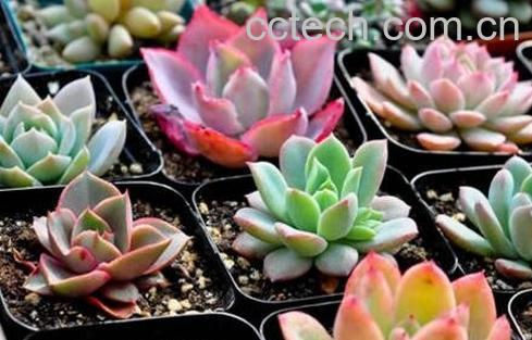 多肉植物怎么养 多肉植物养殖的注意事项-0