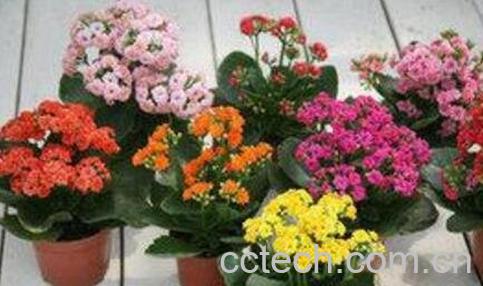 长寿花怎么养 长寿花的养殖方法 养殖长寿花的注意事项-0