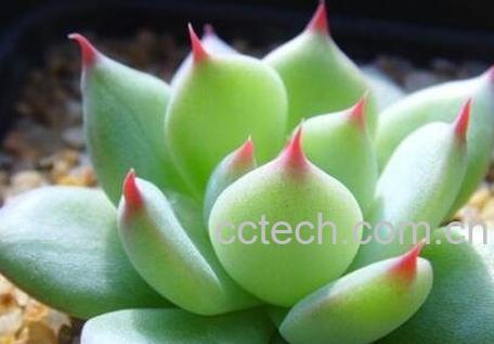 多肉植物怎么养 多肉植物养殖的注意事项-1