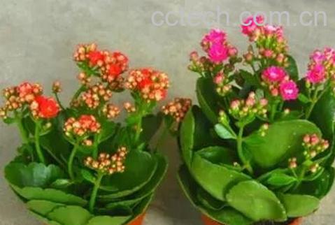 长寿花怎么养 长寿花的养殖方法 养殖长寿花的注意事项-1