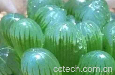 冰灯玉露的养殖方法和注意事项-0