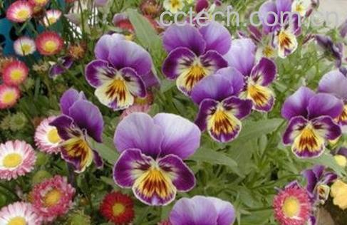 三色堇的养殖方法和注意事项-1