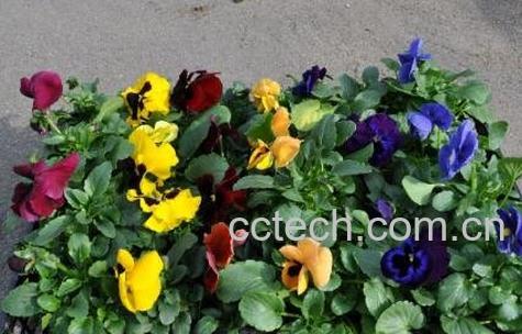 三色堇的养殖方法和注意事项-0