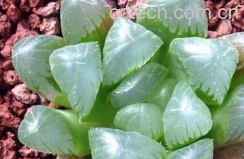 冰灯玉露的养殖方法和注意事项-1