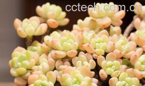 多肉罗琦怎么养护 多肉罗琦的养殖方法-0