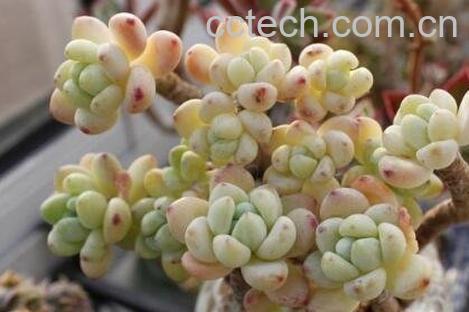 多肉罗琦怎么养护 多肉罗琦的养殖方法-1