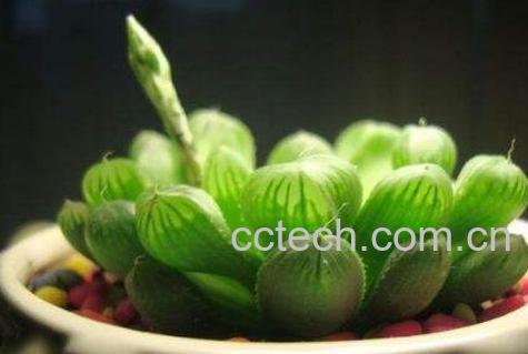 多肉植物玉露怎么养 玉露的养殖方法-0