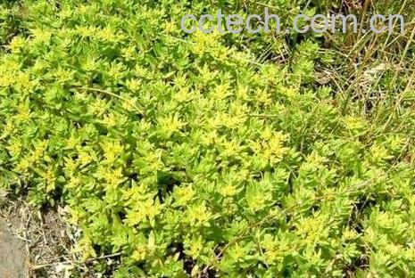 垂盆草的功效与作用及药用价值-0