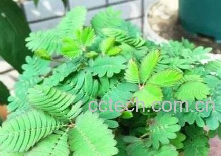 含羞草怎么养 含羞草的养殖方法技巧-0