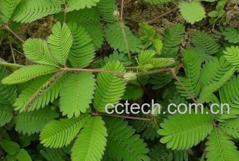 含羞草怎么养 含羞草的养殖方法技巧-1