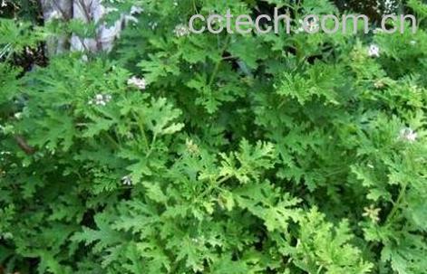 驱蚊草的功效与作用-1