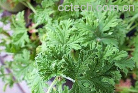 驱蚊草的功效与作用-0