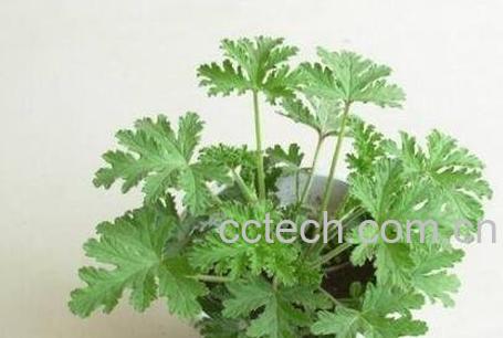 驱蚊草怎么养 驱蚊草的养殖方法-1